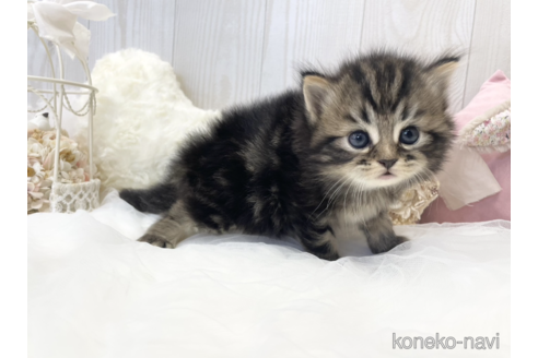 成約済の大阪府のサイベリアン-66610の11枚目